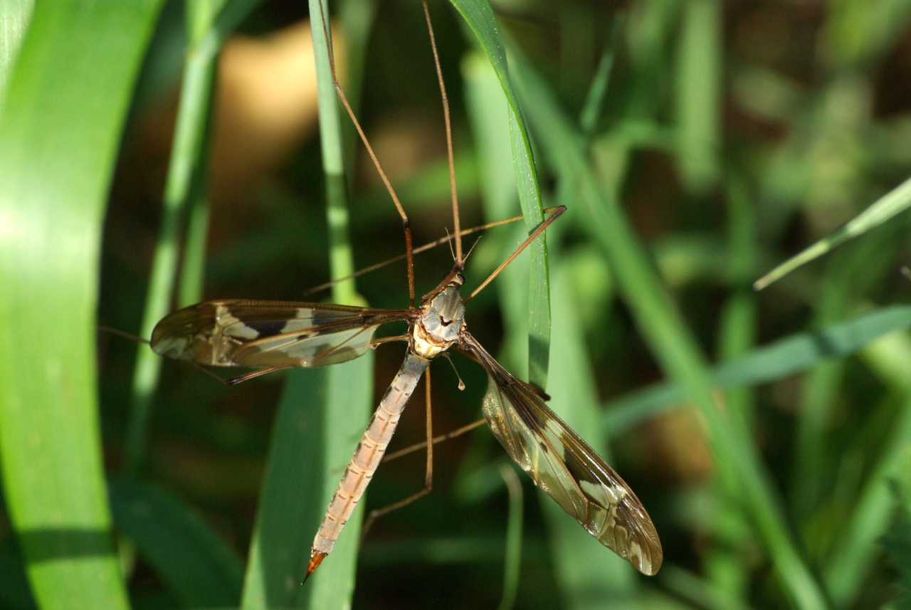 Tipula maxima Poda, 1761 - Tipule géante (femelle)