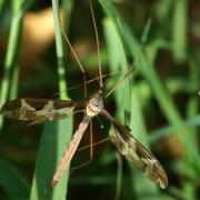 Tipula maxima Poda, 1761 - Tipule géante (femelle)