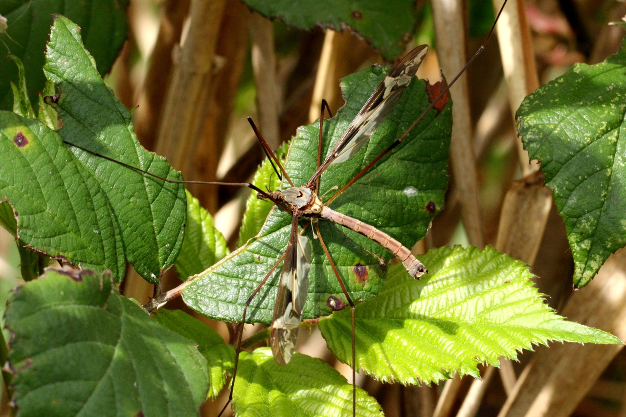 Tipula maxima Poda, 1761 - Tipule géante (mâle)