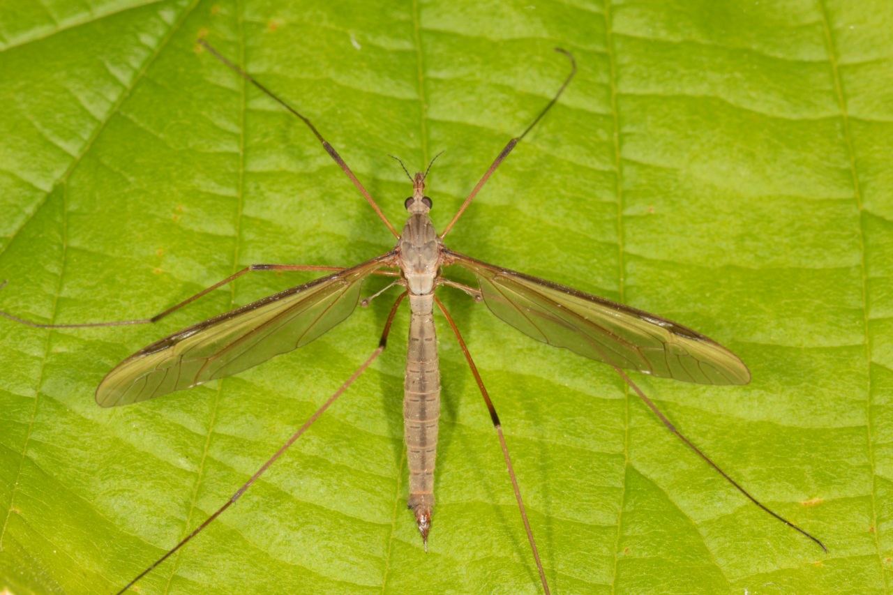 Tipula oleracea Linnaeus, 1758 - Tipule du chou (femelle) 