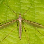 Tipula oleracea Linnaeus, 1758 - Tipule du chou (femelle) 