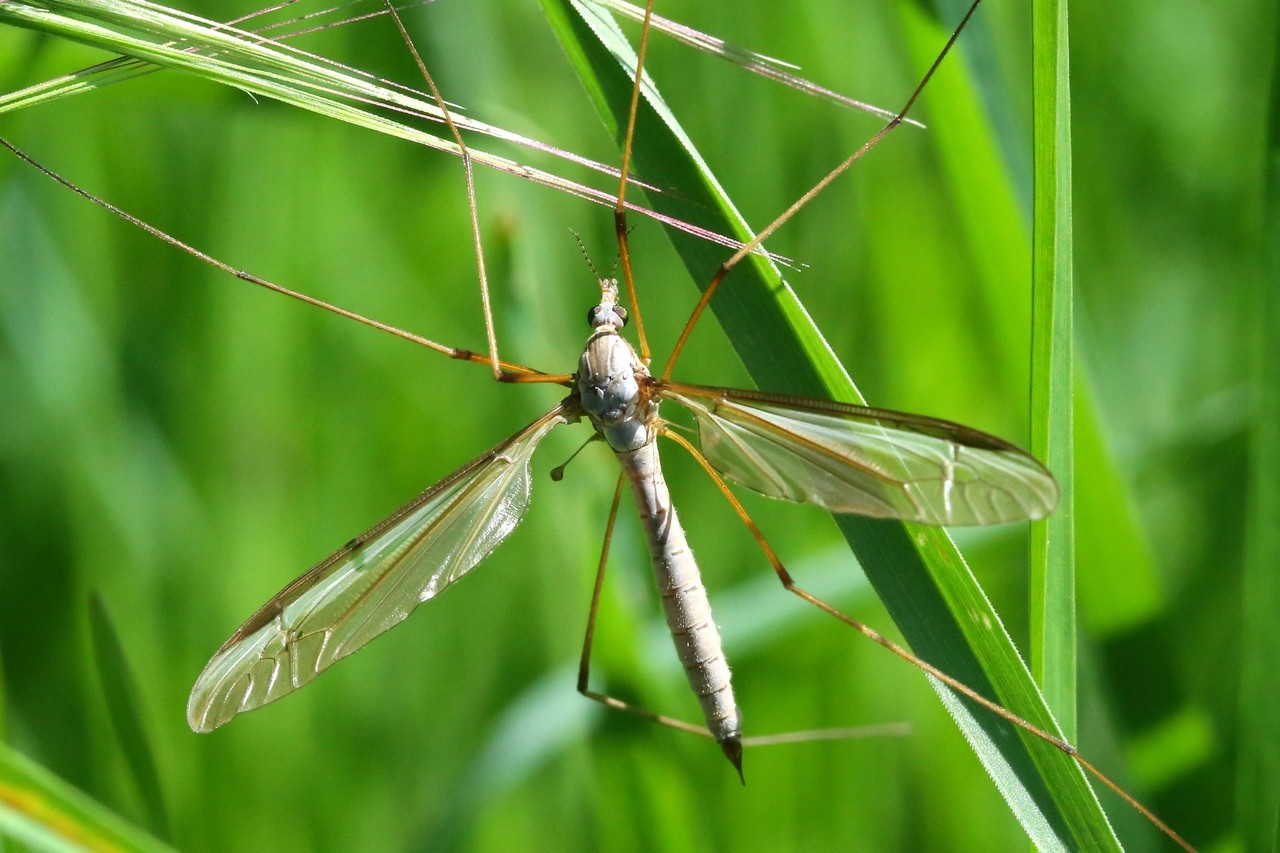 Tipula oleracea Linnaeus, 1758 - Tipule du chou (femelle) 