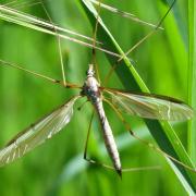 Tipula oleracea Linnaeus, 1758 - Tipule du chou (femelle) 