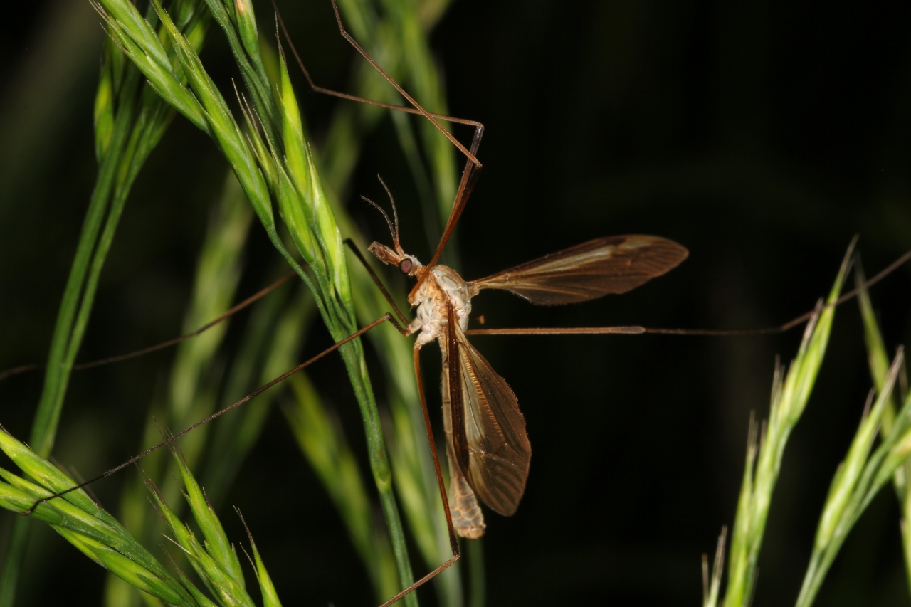 Tipula oleracea Linnaeus, 1758 - Tipule du chou (mâle) 