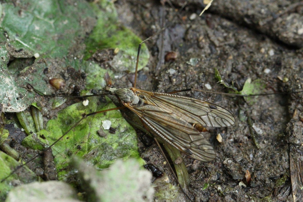 Tipula pabulina Meigen, 1818