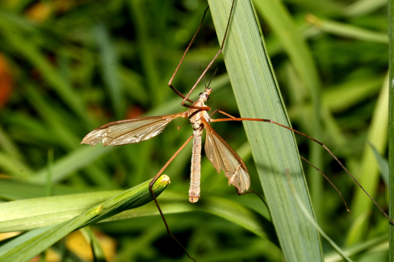 Tipula paludosa Meigen, 1830 - Tipule des Prairies (mâle)