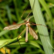 Tipula paludosa Meigen, 1830 - Tipule des Prairies (mâle)