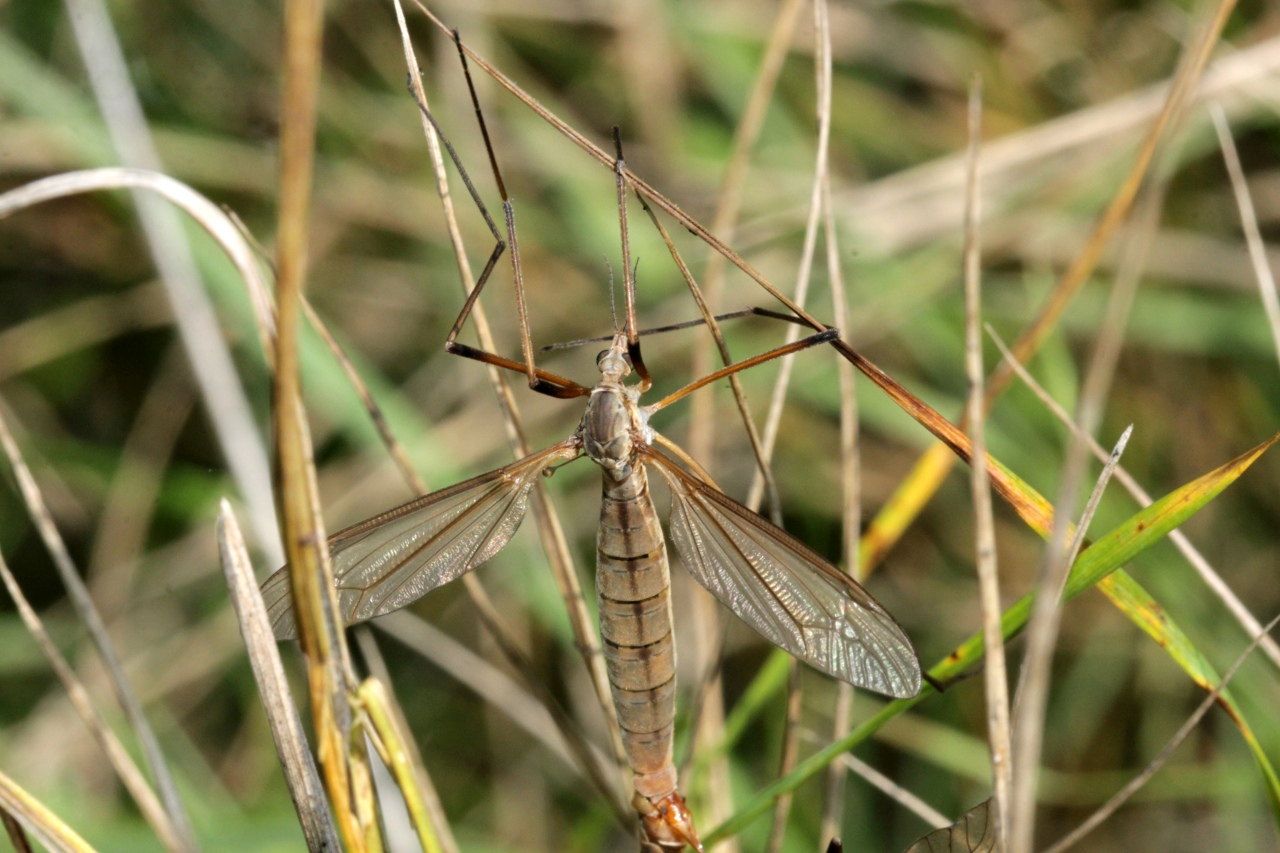 Tipula paludosa Meigen, 1830 - Tipule des Prairies (femelle)