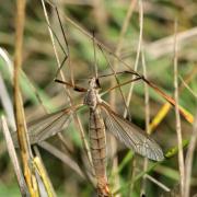 Tipula paludosa Meigen, 1830 - Tipule des Prairies (femelle)