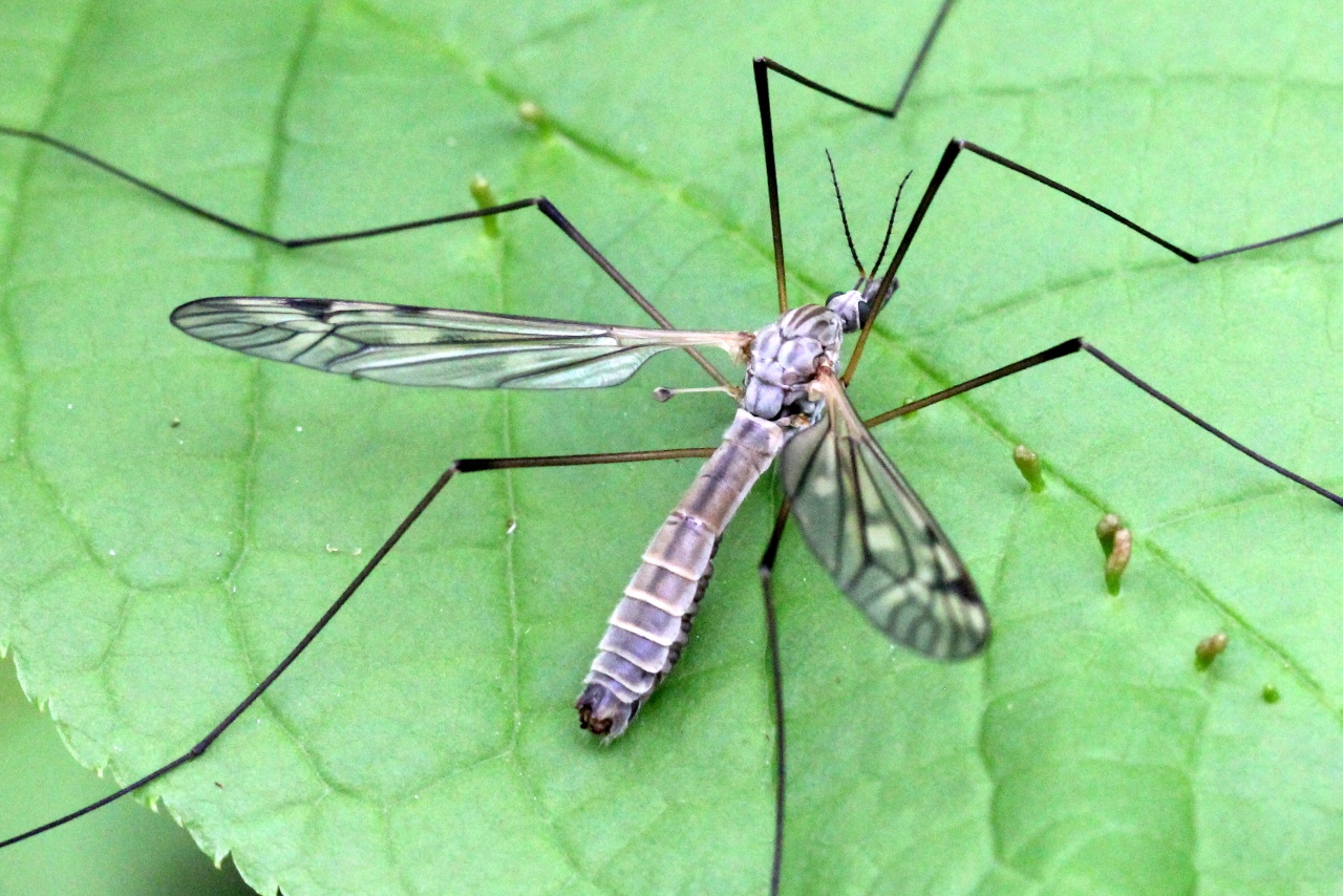 Tipula peudovariipennis Czizek, 1912 (mâle)