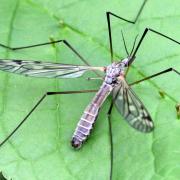 Tipula peudovariipennis Czizek, 1912 (mâle)