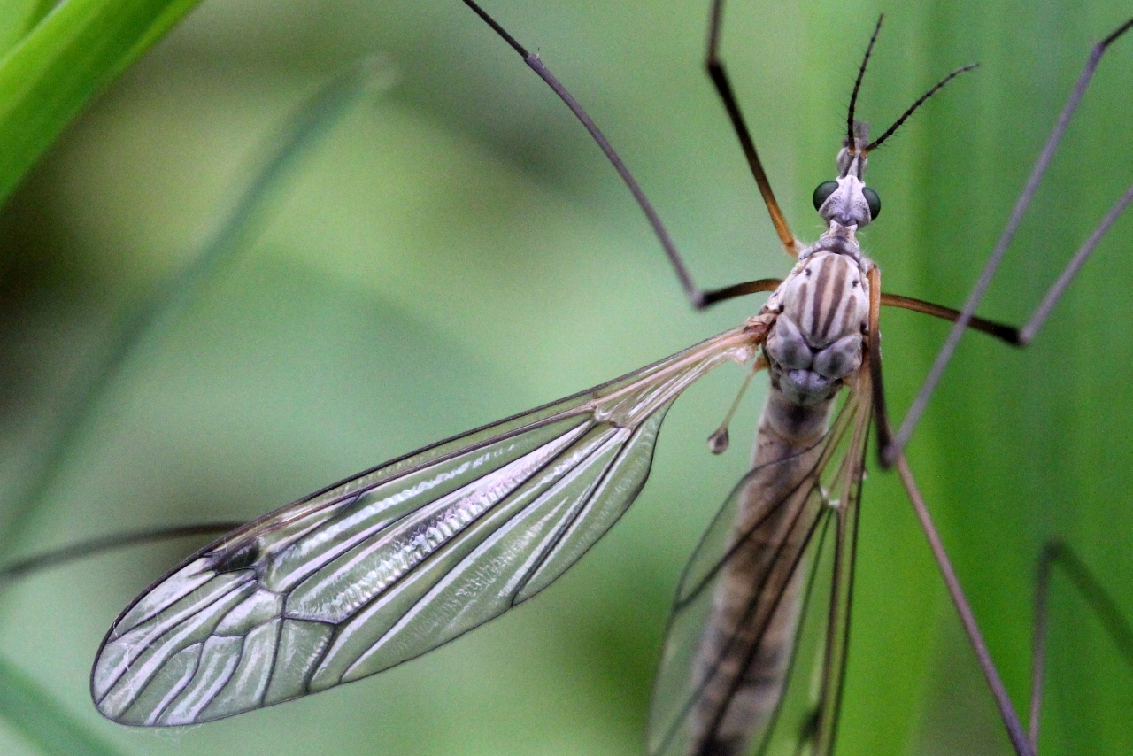 Tipula peudovariipennis Czizek, 1912 (mâle)