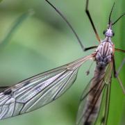 Tipula peudovariipennis Czizek, 1912 (mâle)