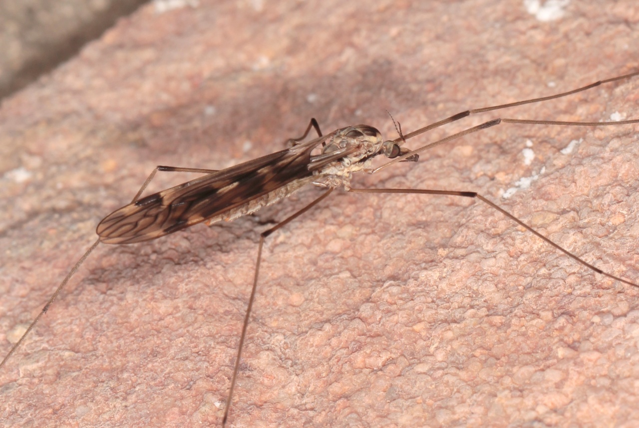 Tipula rufina Meigen, 1818 