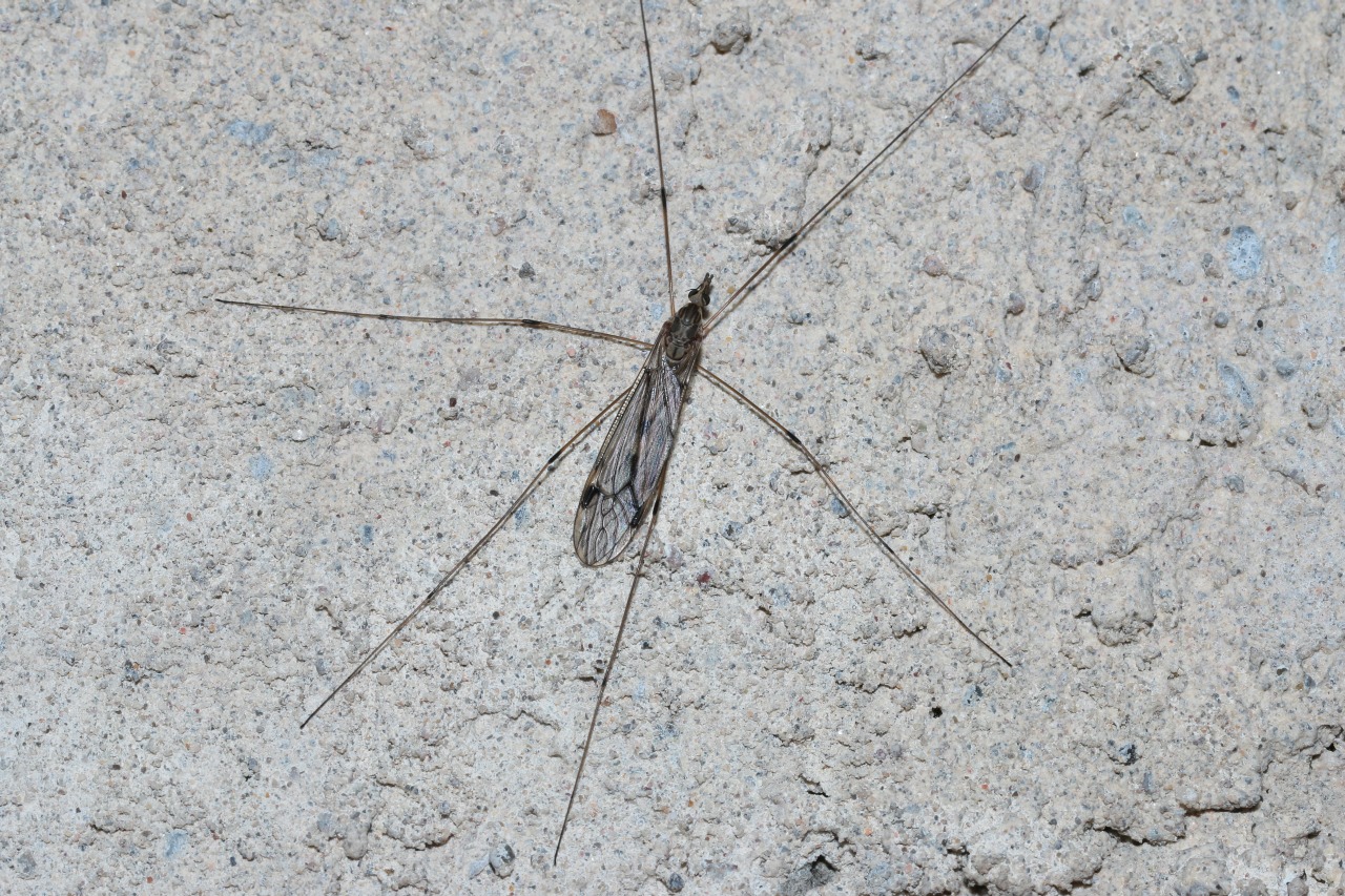 Tipula (savtshenkia) sp 