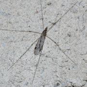 Tipula (savtshenkia) sp 