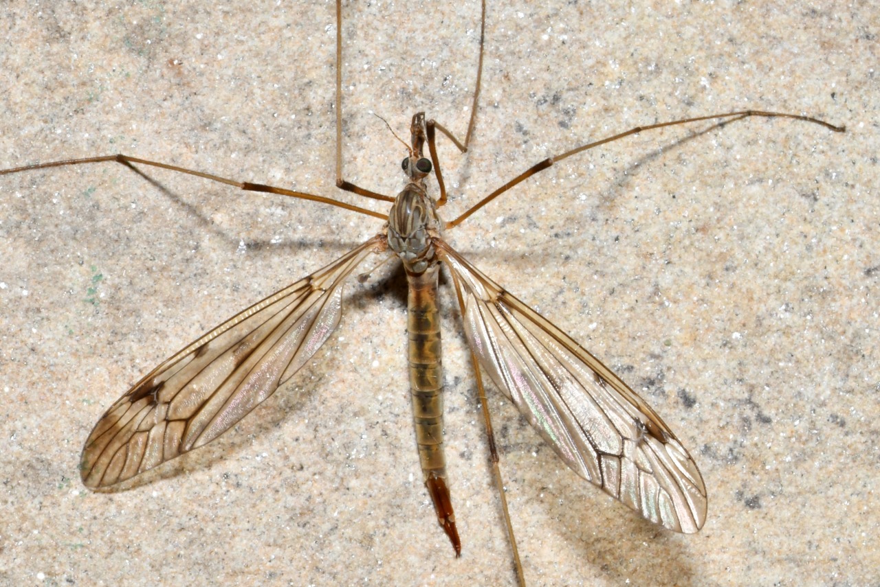 Tipula scripta Meigen, 1830 (femelle)