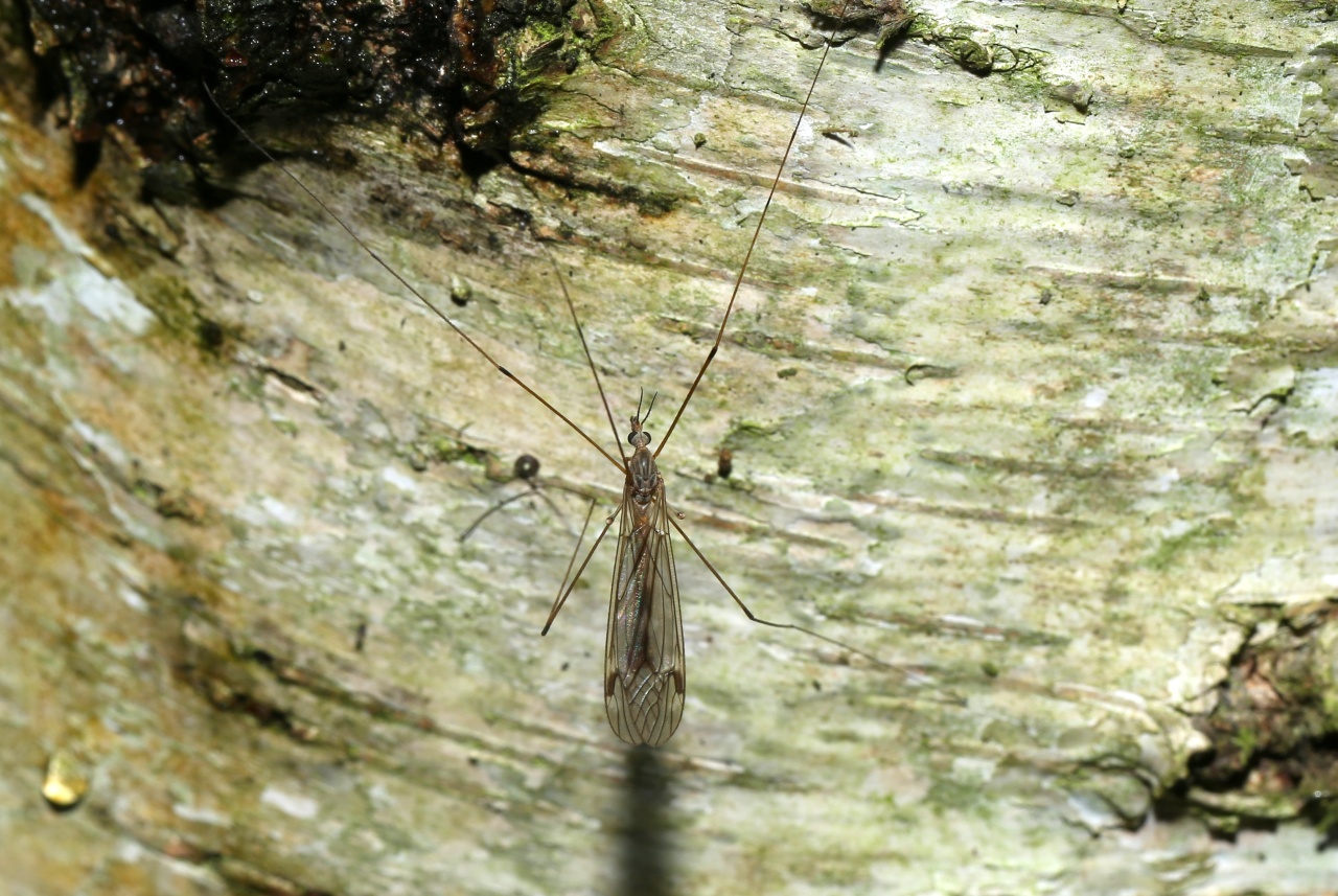 Tipula signata Staeger, 1840