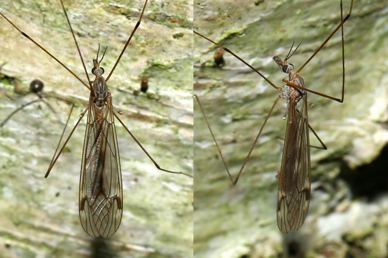 Tipula signata Staeger, 1840 