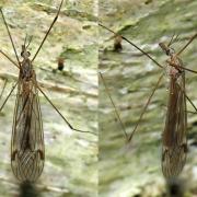 Tipula signata Staeger, 1840 