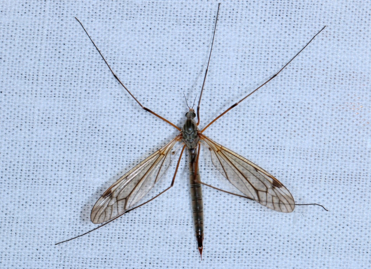 Tipula varipennis Meigen, 1818 (femelle)