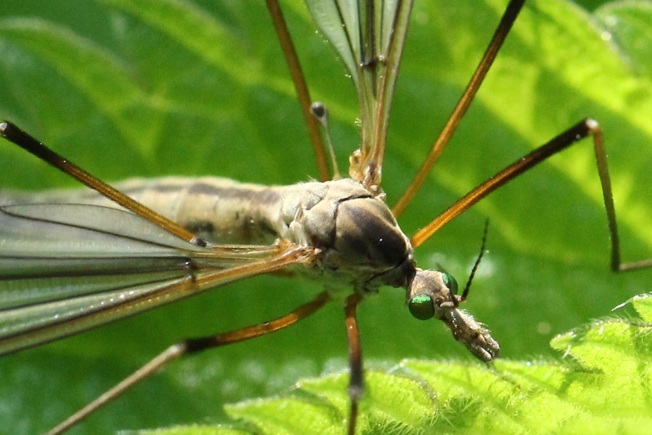 Tipula vernalis Meigen, 1804 - Tipule printanière (femelle)