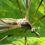 Tipula vernalis Meigen, 1804 - Tipule printanière (femelle)