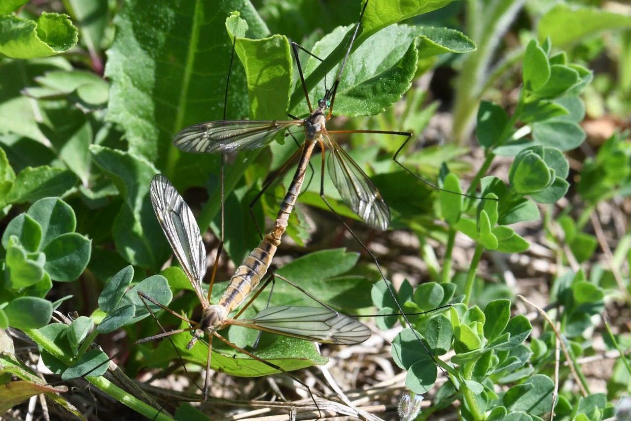 Tipula vernalis Meigen, 1804 - Tipule printanière (accouplement)