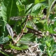 Tipula vernalis Meigen, 1804 - Tipule printanière (accouplement)