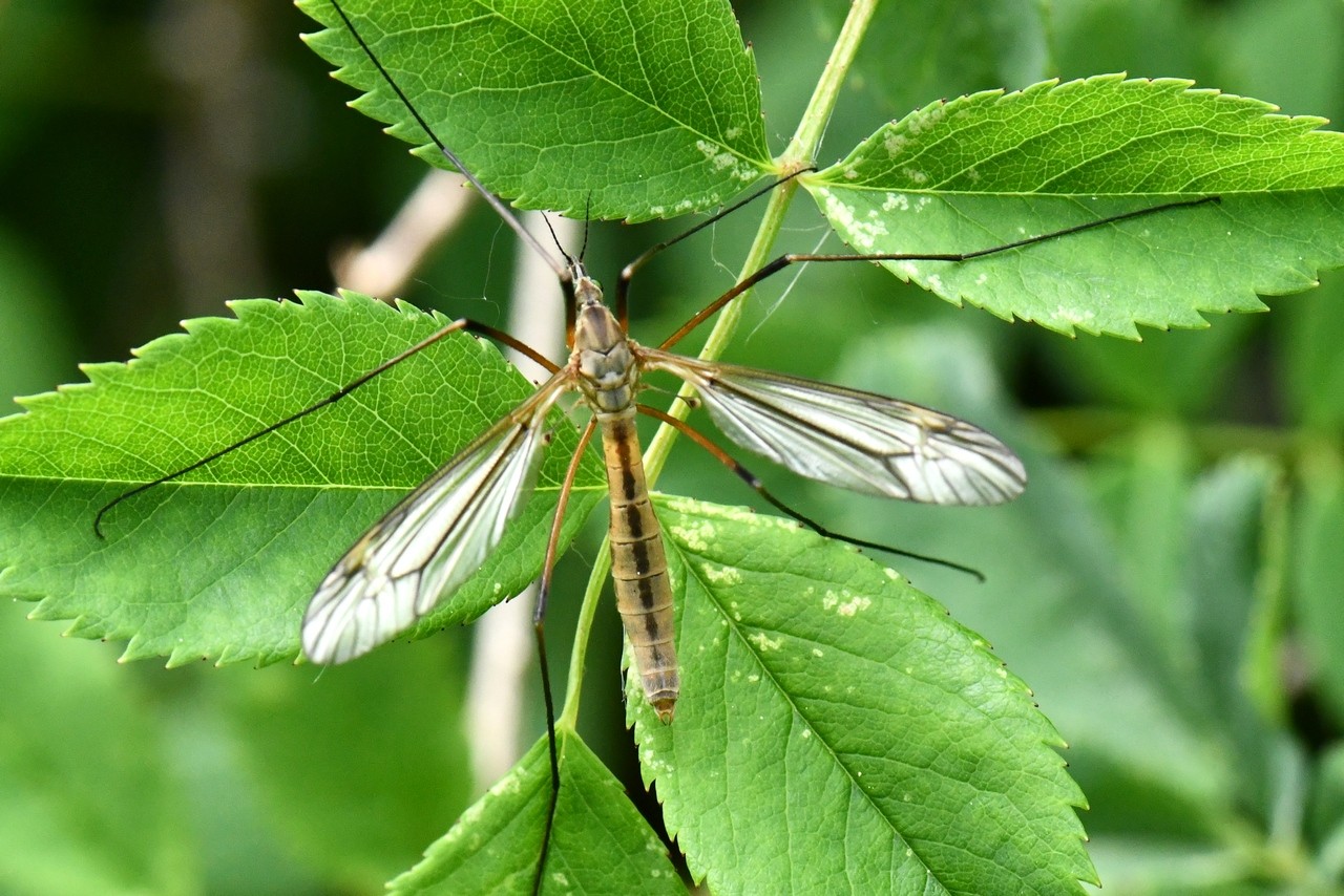 Tipula vernalis Meigen, 1804 - Tipule printanière (femelle) 