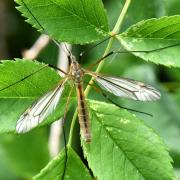 Tipula vernalis Meigen, 1804 - Tipule printanière (femelle) 