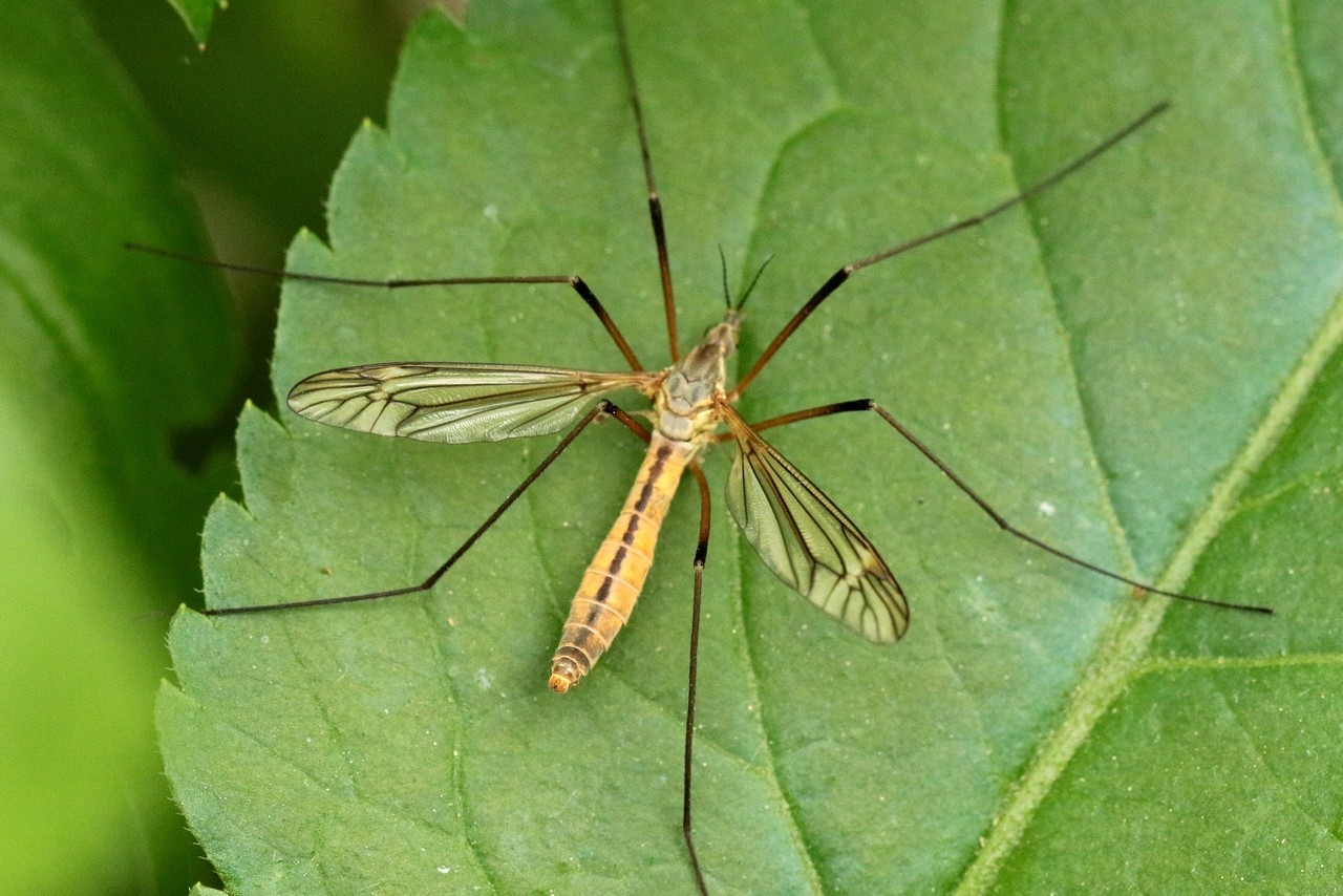 Tipula vernalis Meigen, 1804 - Tipule printanière (femelle)