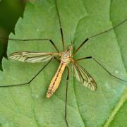 Tipula vernalis Meigen, 1804 - Tipule printanière (femelle)