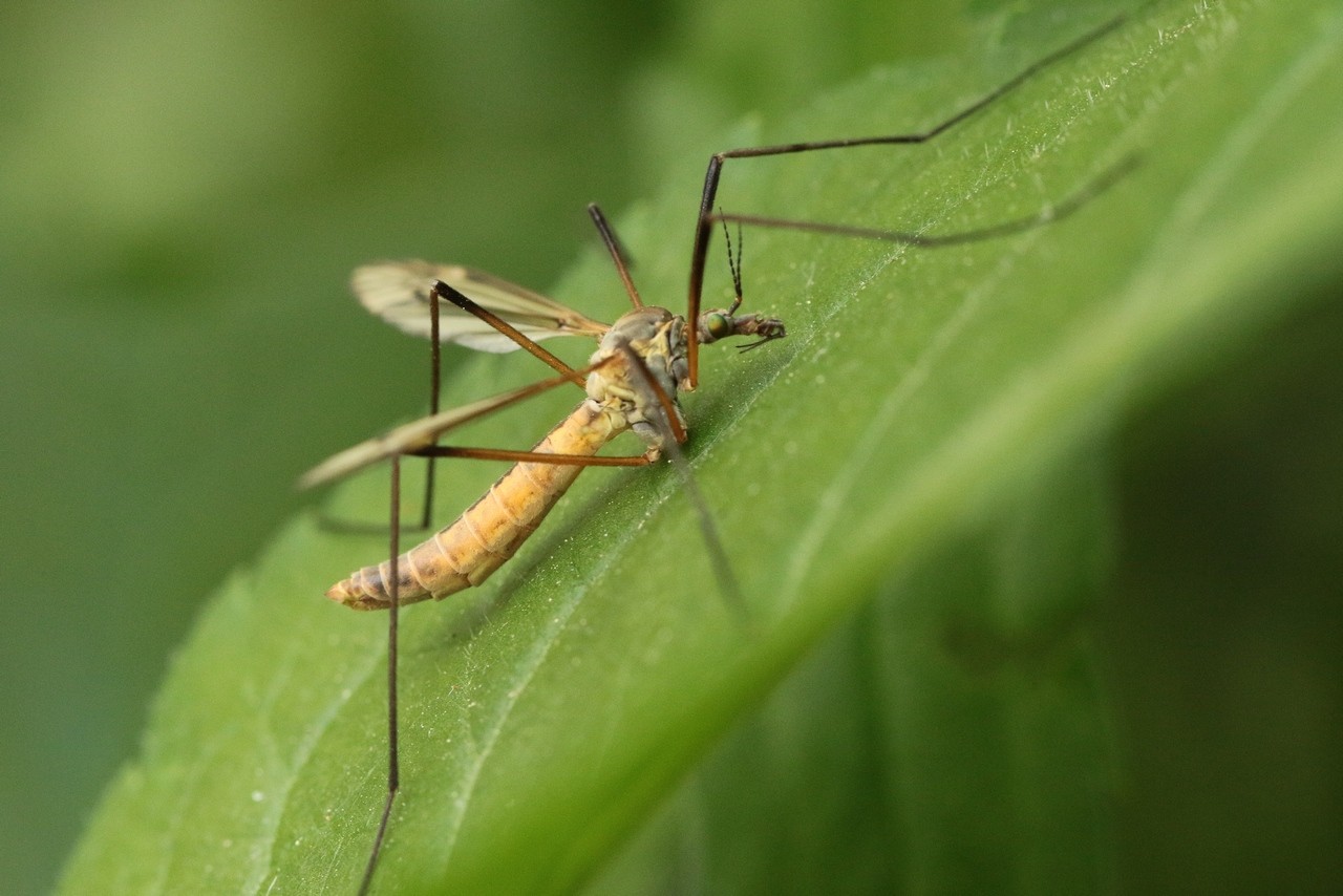 Tipula vernalis Meigen, 1804 - Tipule printanière (femelle)