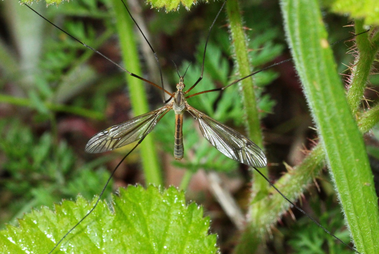 Tipula vernalis Meigen, 1804 - Tipule printanière (mâle)