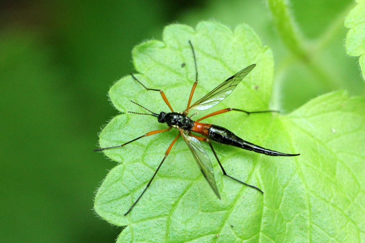 Tanyptera atrata (Linnaeus, 1758) - Tanyptère noire (femelle)