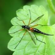 Tanyptera atrata (Linnaeus, 1758) - Tanyptère noire (femelle)