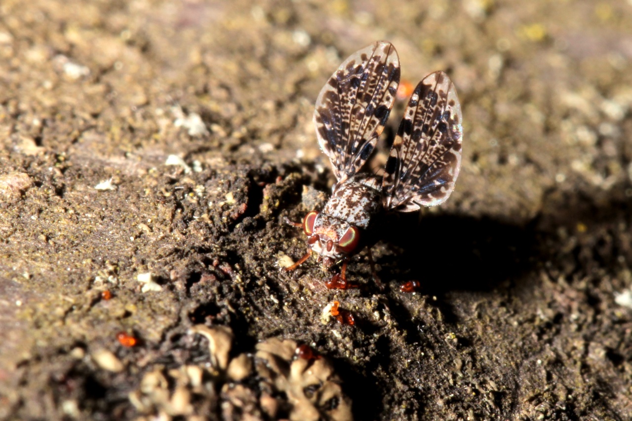 Callopistromyia annulipes (Macquart, 1855) - Mouche-Paon