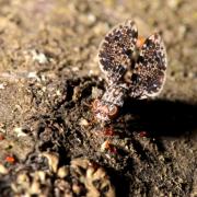 Callopistromyia annulipes (Macquart, 1855) - Mouche-Paon