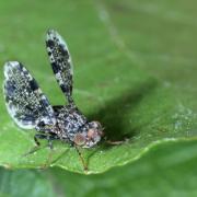 Callopistromyia annulipes (Macquart, 1855) - Mouche-Paon 