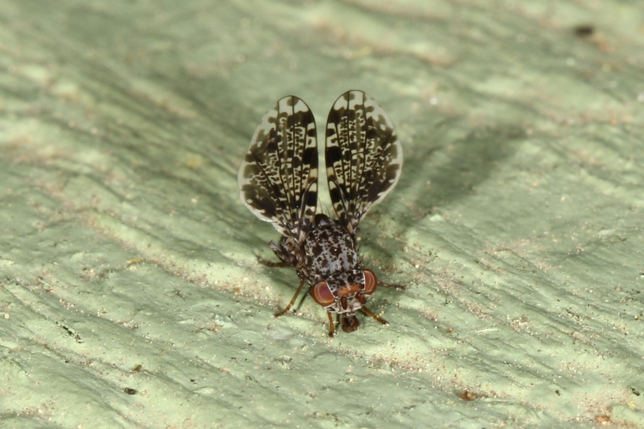 Callopistromyia annulipes (Macquart, 1855) - Mouche-Paon