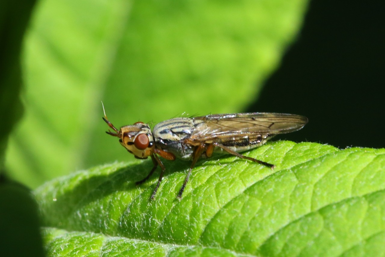 Dorycera graminum (Fabricius, 1794) - Dorycère des Graminées