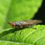 Dorycera graminum (Fabricius, 1794) - Dorycère des Graminées