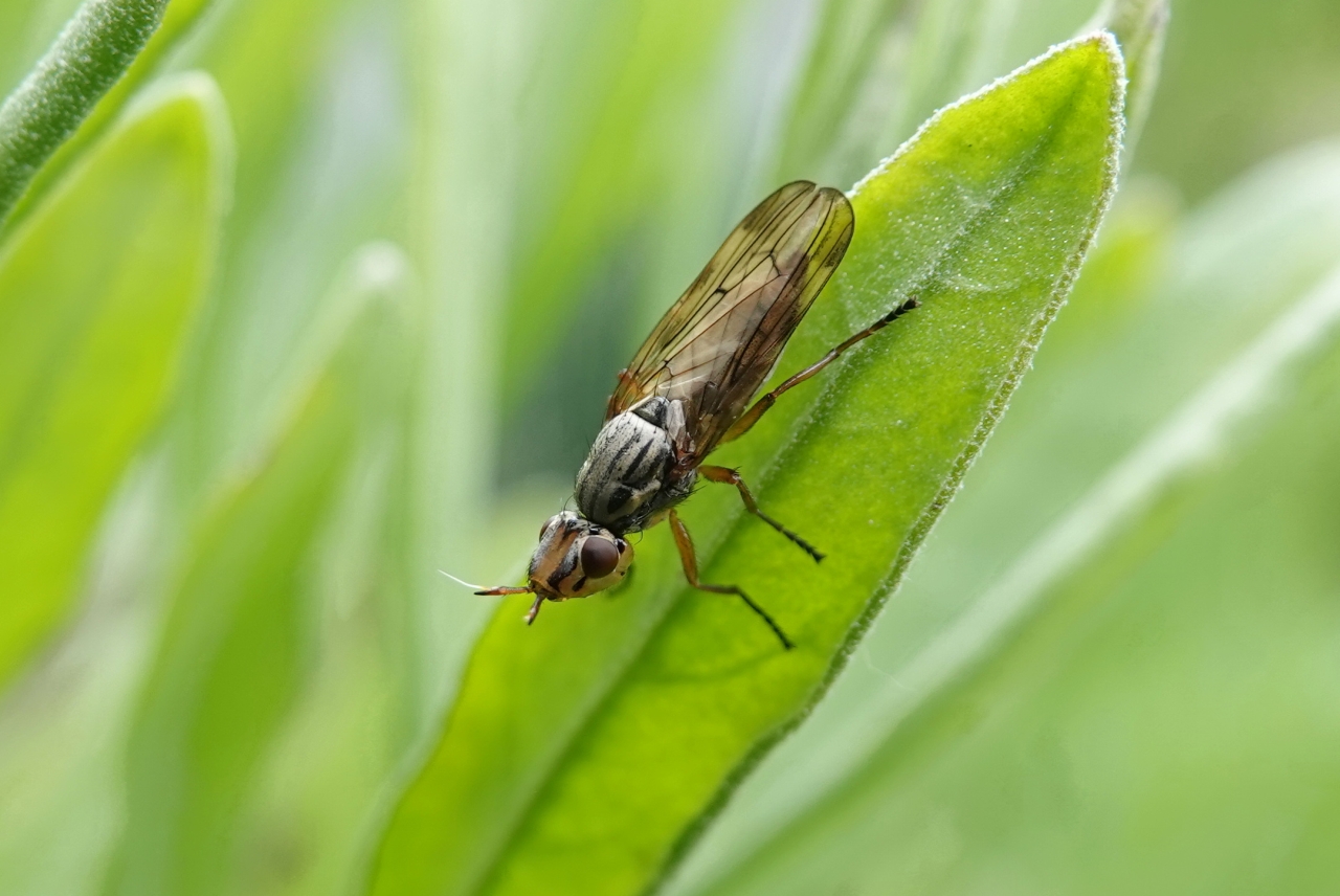 Dorycera graminum (Fabricius, 1794) - Dorycère des Graminées (femelle)