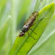 Dorycera graminum (Fabricius, 1794) - Dorycère des Graminées (femelle)