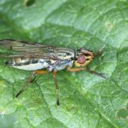 Dorycera graminum (Fabricius, 1794) - Dorycère des Graminées (femelle)