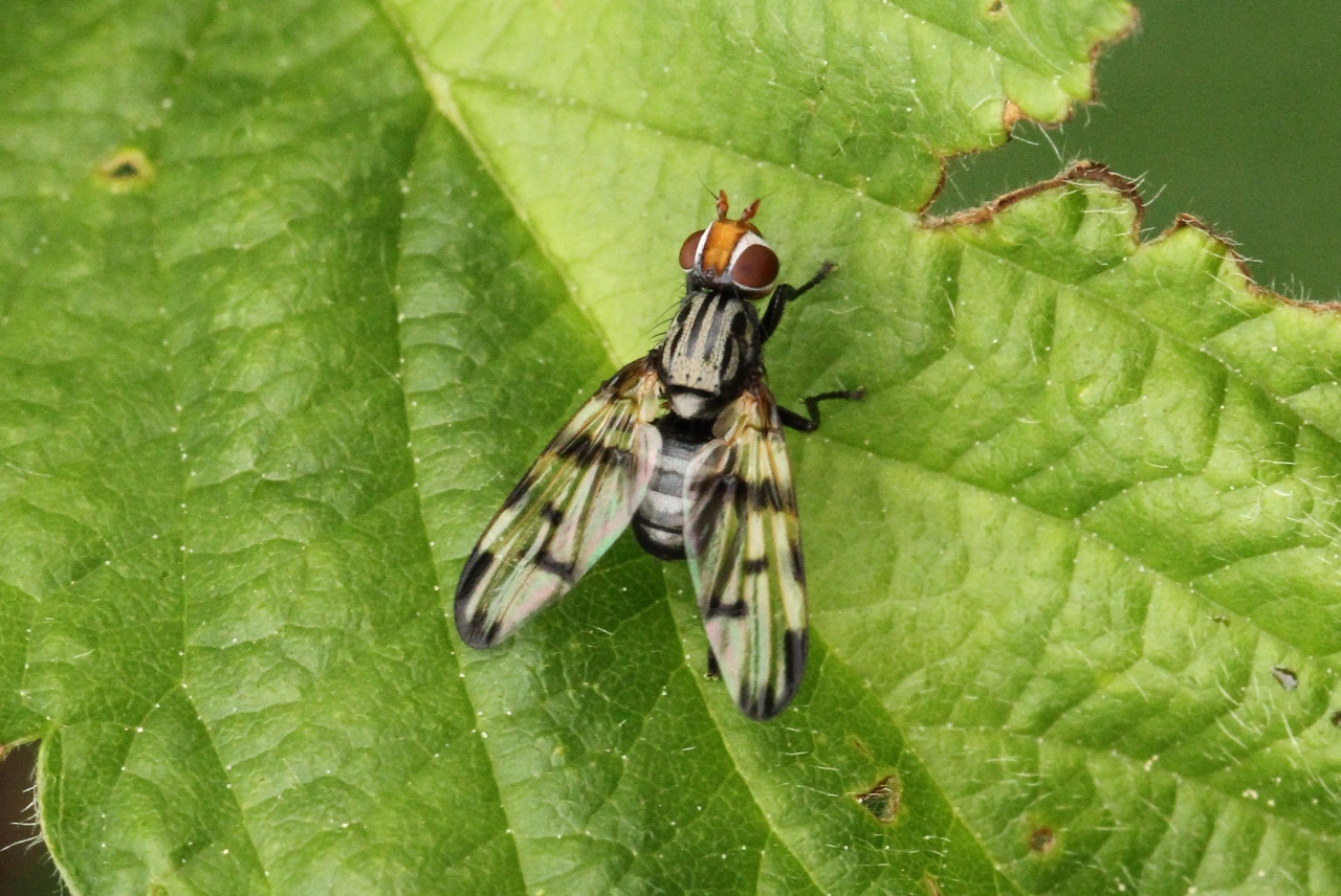 Otites porcus (Latreille, 1804) - Otite élégante (ex. O. jucunda)