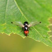 Seioptera vibrans (Linnaeus, 1758)