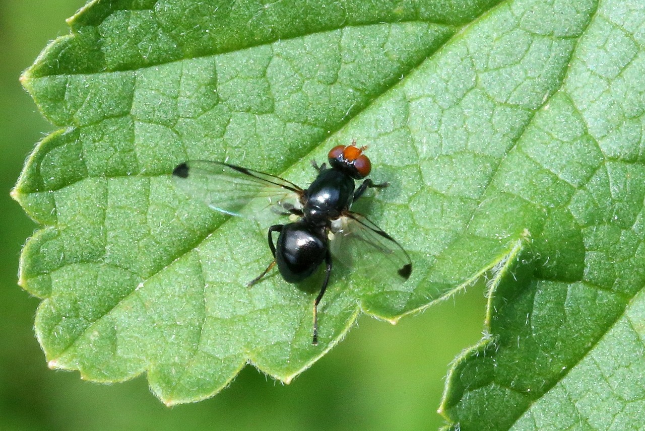 Seioptera vibrans (Linnaeus, 1758) 