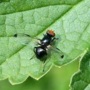 Seioptera vibrans (Linnaeus, 1758) 